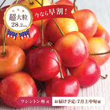 【ワシントン産】超大粒レイニアチェリー