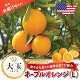 【アメリカ産】大玉ネーブルオレンジ (L)
