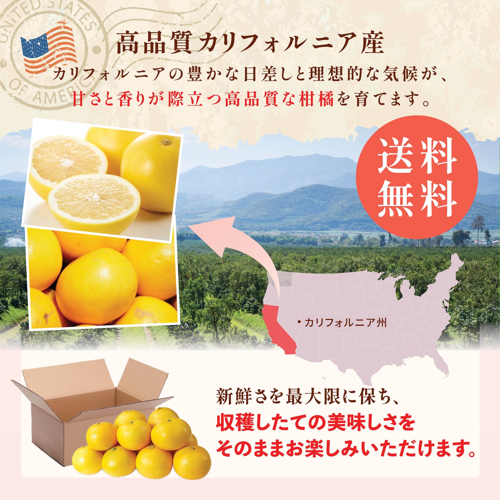 カリフォルニア産】超大玉メロゴールド – oritzjapan