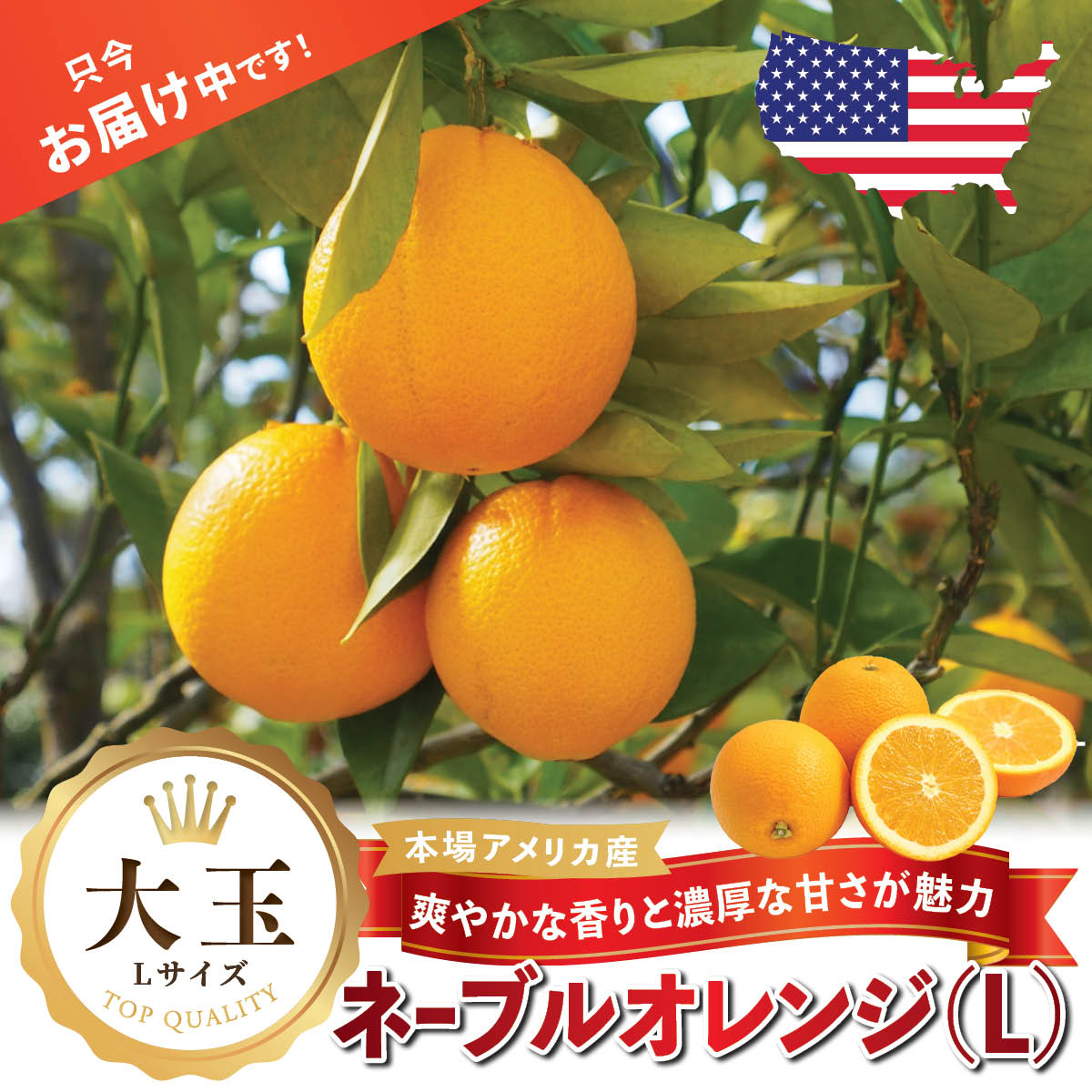 アメリカ産】大玉ネーブルオレンジ (L) – oritzjapan