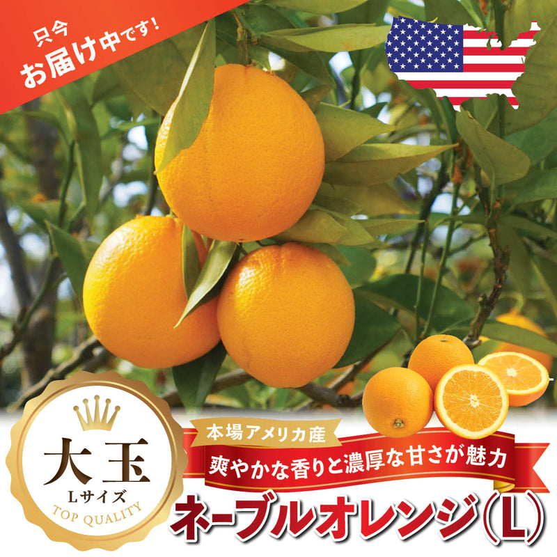 アメリカ産】大玉ネーブルオレンジ (L) – oritzjapan