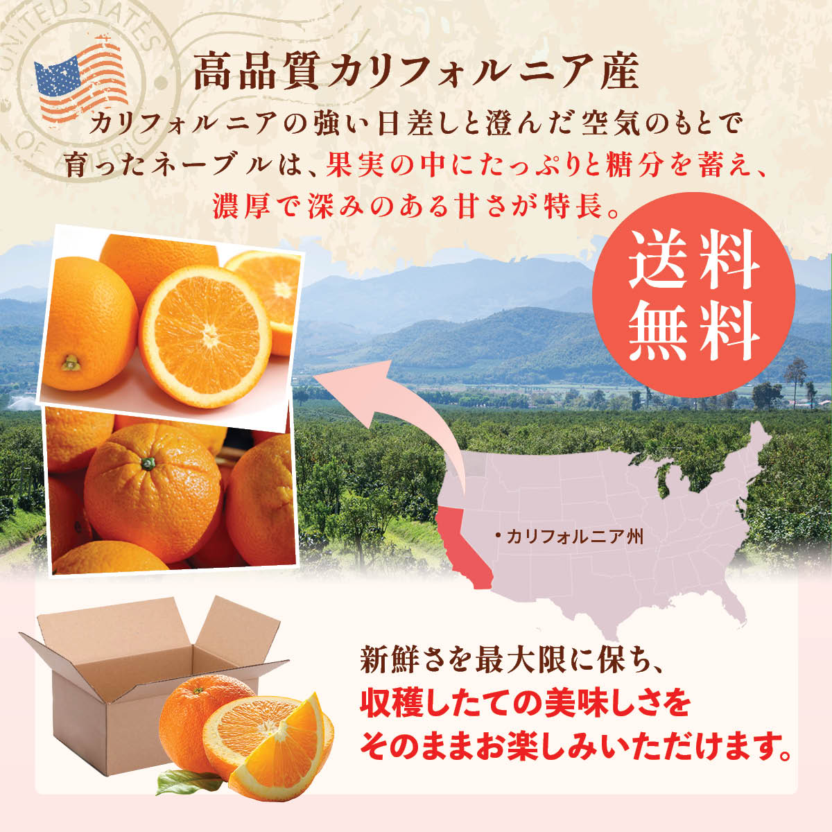 カリフォルニア産】高糖度ロイヤルネーブルオレンジ – oritzjapan