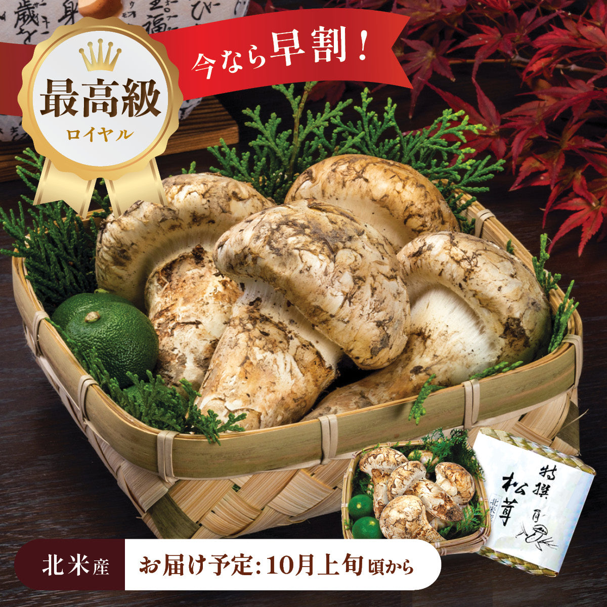 北米産】最高級ロイヤル松茸 – oritzjapan
