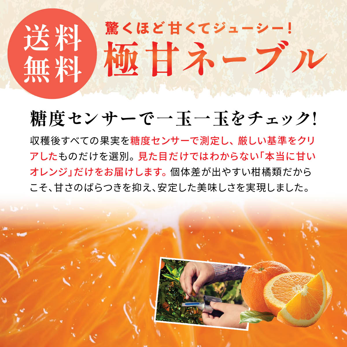 カリフォルニア産】高糖度ロイヤルネーブルオレンジ – oritzjapan